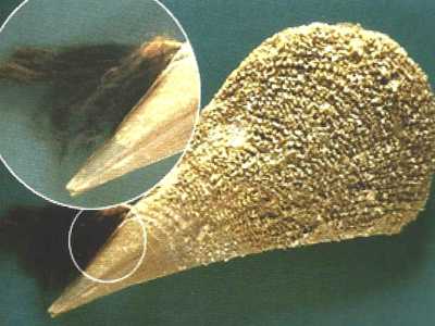 I molluschi producono un filamento fibroso anche piuttosto lungo (il bisso) che a mo� di radice, penetrando nel substrato, permette loro di mantenere la stabilit� (foto del volume "Memorie descrittive della Carta Geografica d'Italia) 